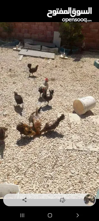 دجاج للبيع الصلاة على النبي بياض صحة ونضافه مع ديوك ماخد جميع المطاعيم