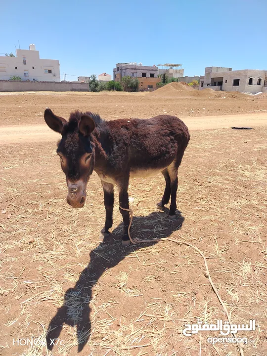 حمار غنم للبيع قابل للبدل