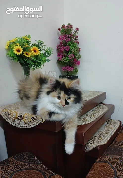 قطة شيرازي للتبني بداعي السفر