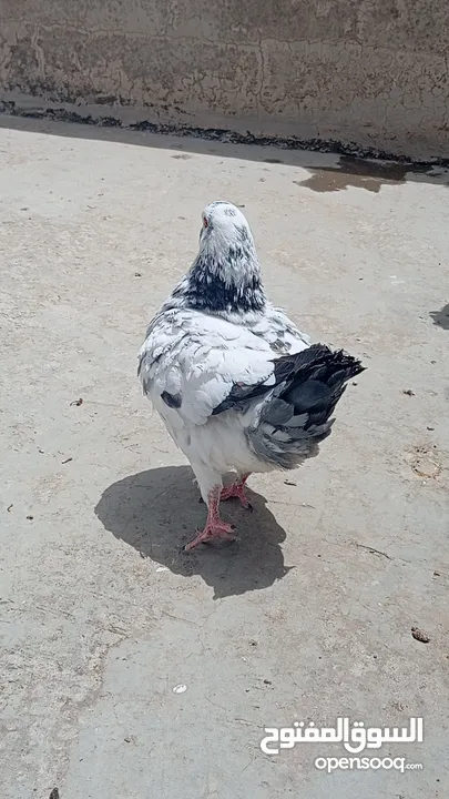 جوز حمام كنق شغال ميه ميه