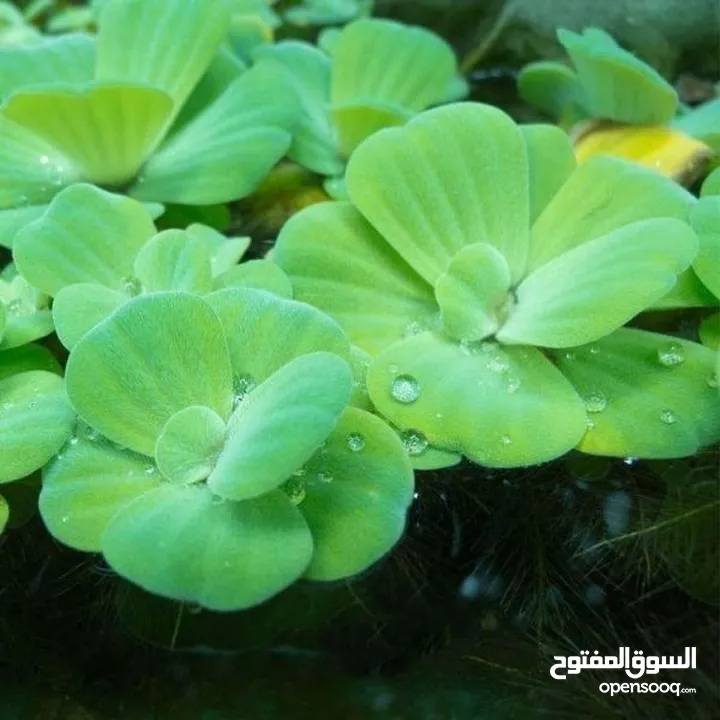 سمك ، نبات طافي طبيعي لأحواض السمك (مفيد للـ سمك) من نوع Dwarf water lettuce