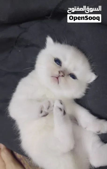 Pure Scottish/ بيور سكوتش