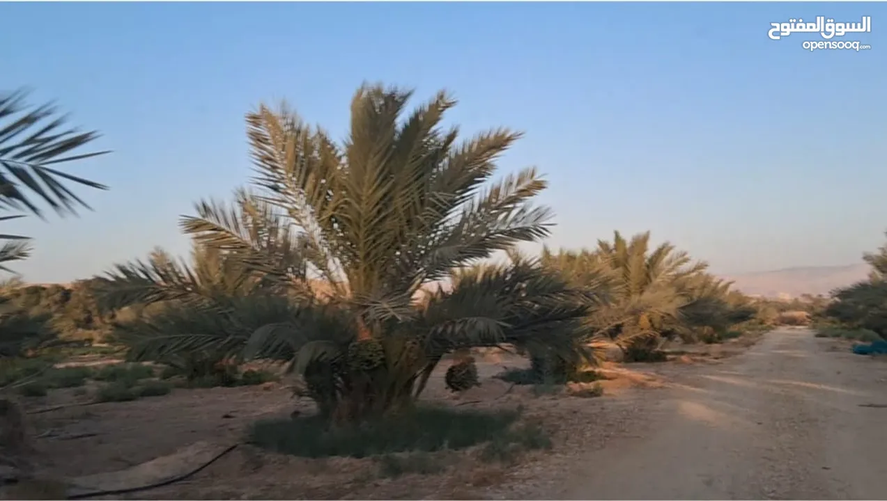39دونم مزروعه بلح مجدول موق مميز جدا