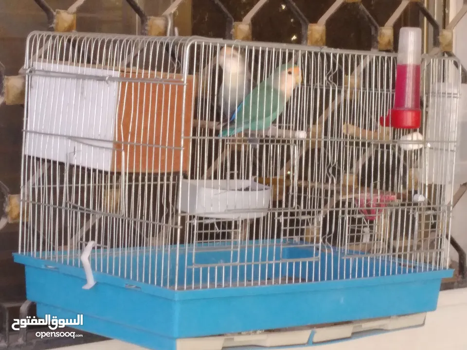 طيور روز تركواز طفره جوز مع قفص كبير وكوخ
