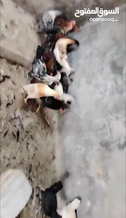 فراخ بلدي للبيع