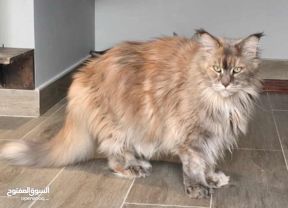 Maine Coon - Female