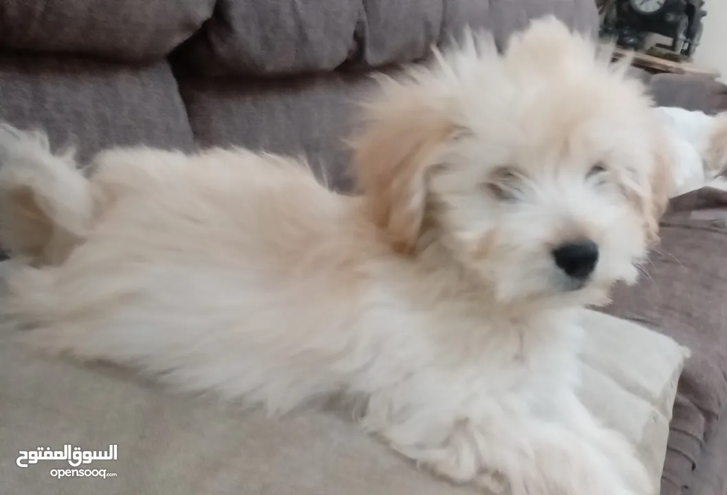 Maltese puppy