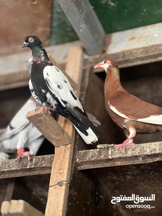 شوية حمامات نخب بسعر حرق جواز وحبات