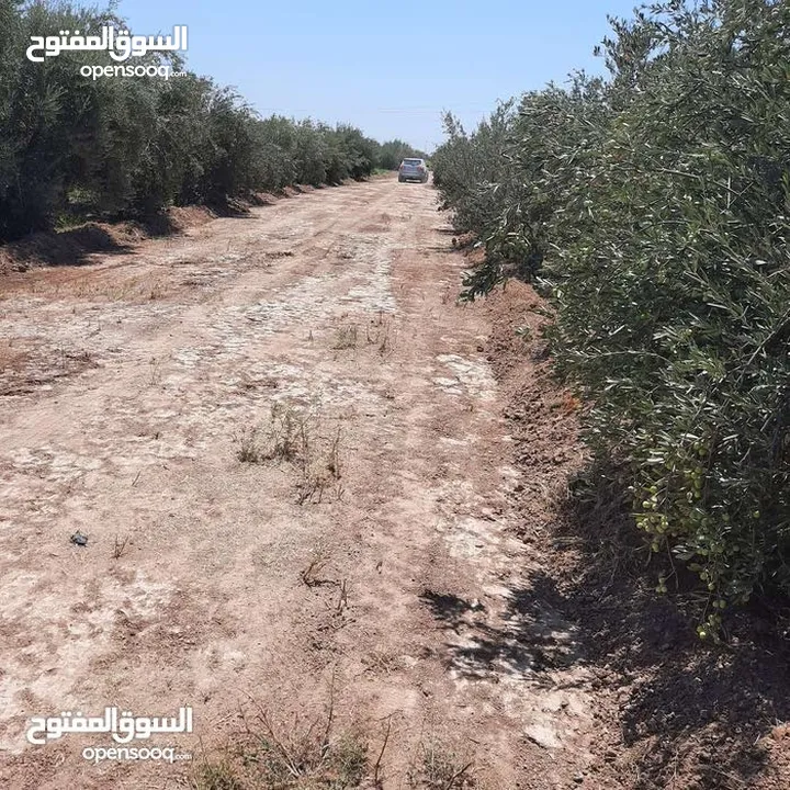 بستان للبيع زيتون فقط حمال الف شجرة