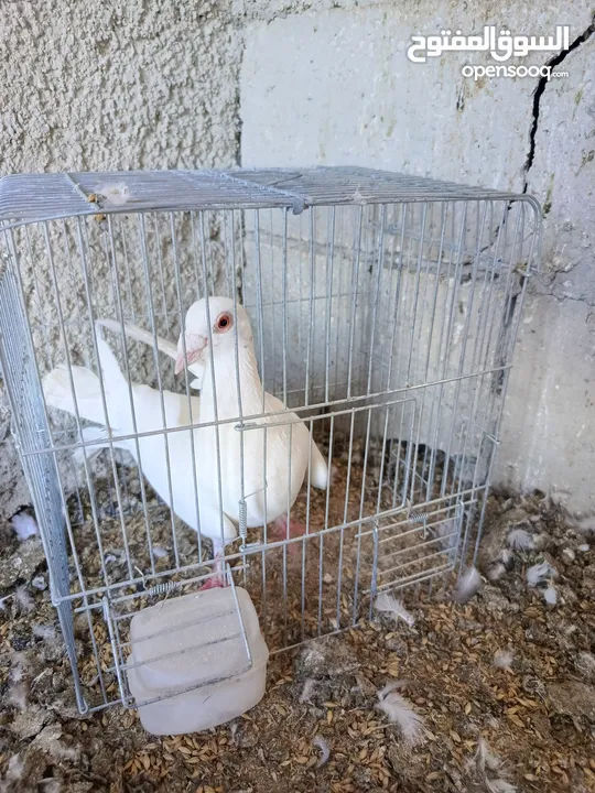 حمام للبيع