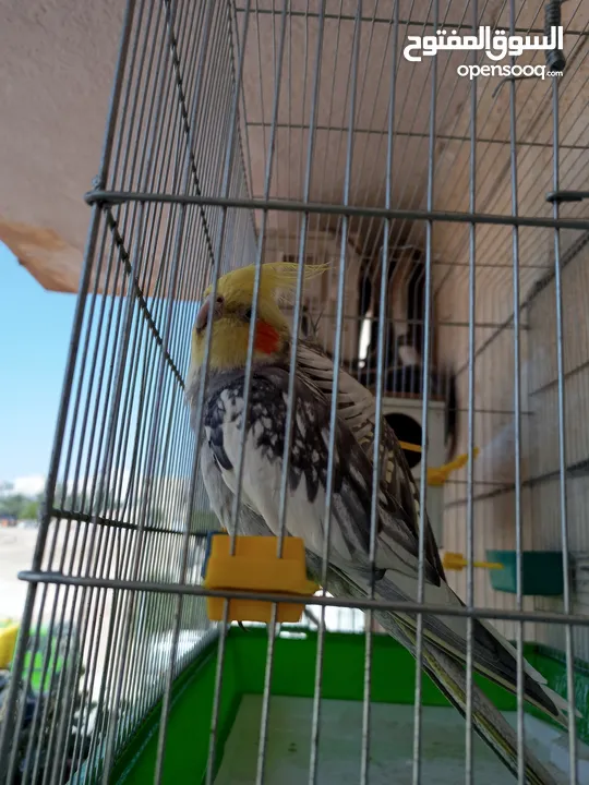 ببغاء كوكتيل ذكر وانثى مع قفص