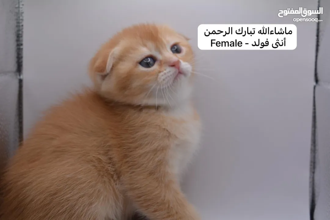 سكوتش كيتن فولد وستريت الوان مميزه ليلك ومشمشي وغيرها 15 كيتن