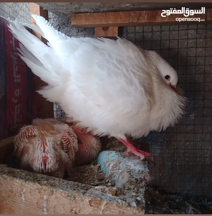 حمام فرنسي اصلي السلاله اكبر حجم منتج  الجوز