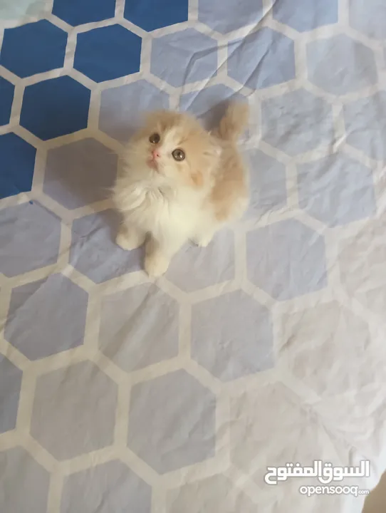 Pure Scottish Fold Longhair Kitten