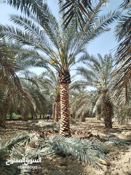 أشجار نخيل للبيع