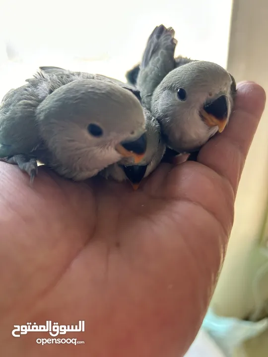 Baby love birds