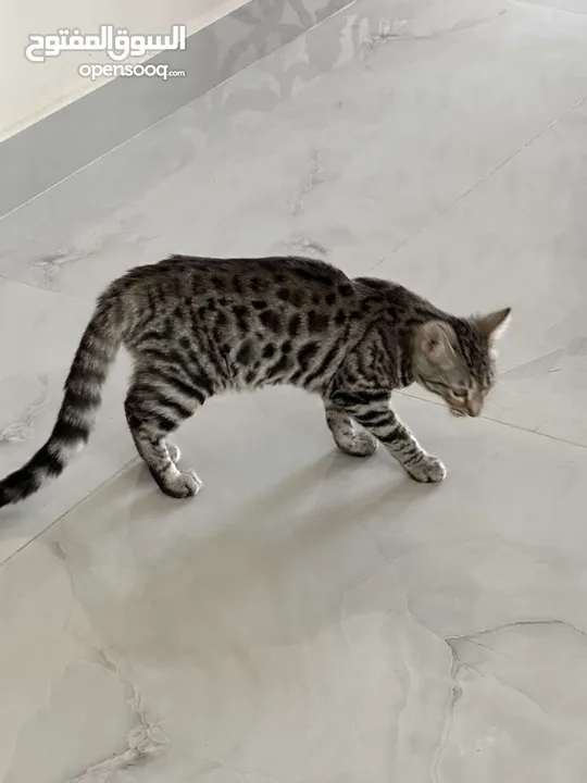 Pure bengal cat age 3 months, 5 months and 1   year قطة بنغال بيور العمر 3 شهور، 5 شهور وسنة