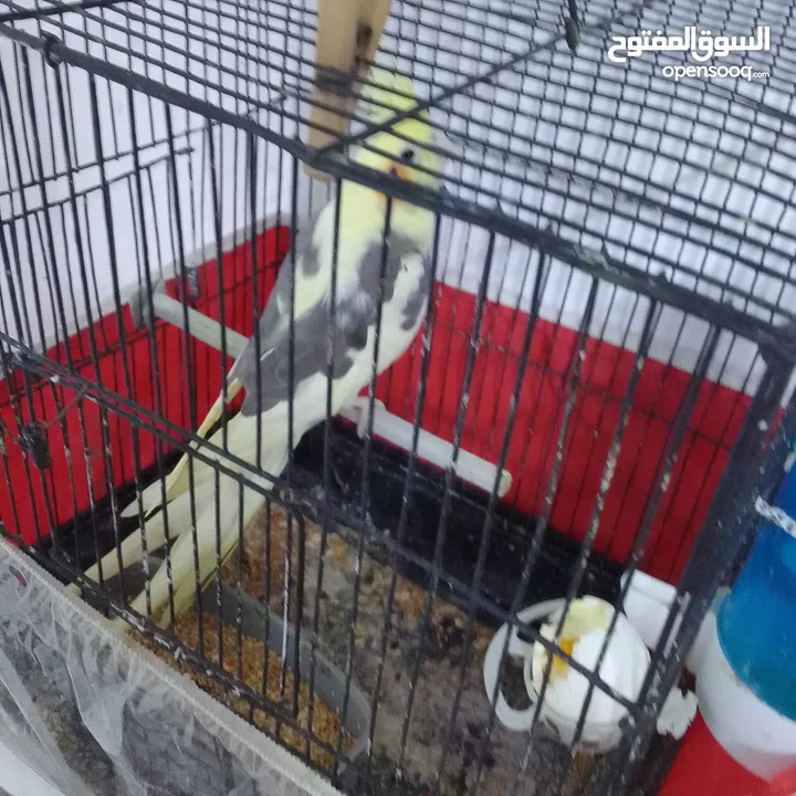 التواصل عبر واتس اب ببغاء كوكتيل  حجم كبير وعصافير حب مفتل و البينو وعادي عادي احجام كبيره