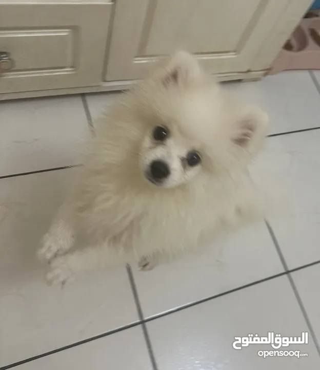 Pure pomeranian