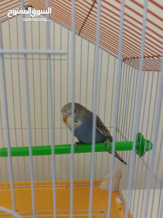 Budgie Pair with Cage