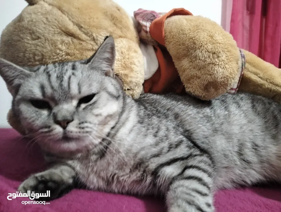 قطه مستعمله للبيه