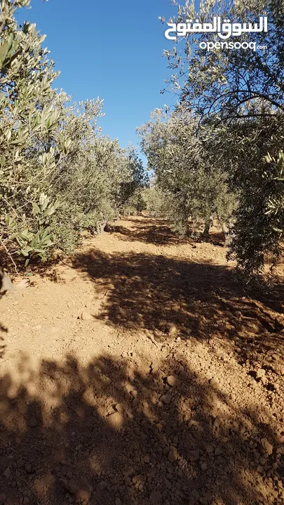 مزرعة للبيع ، بها بيت