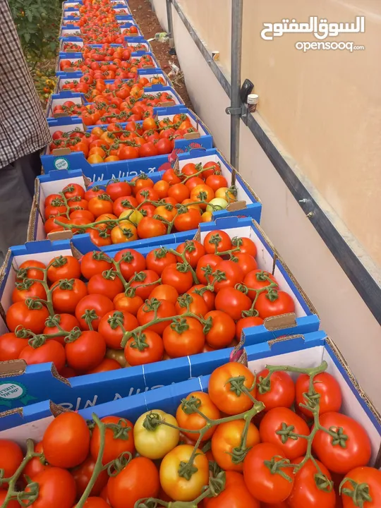 زعتر بلدي ناشف