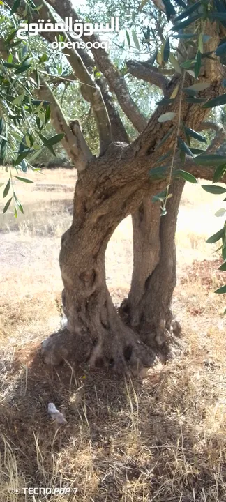 شجرة زيتون معمر