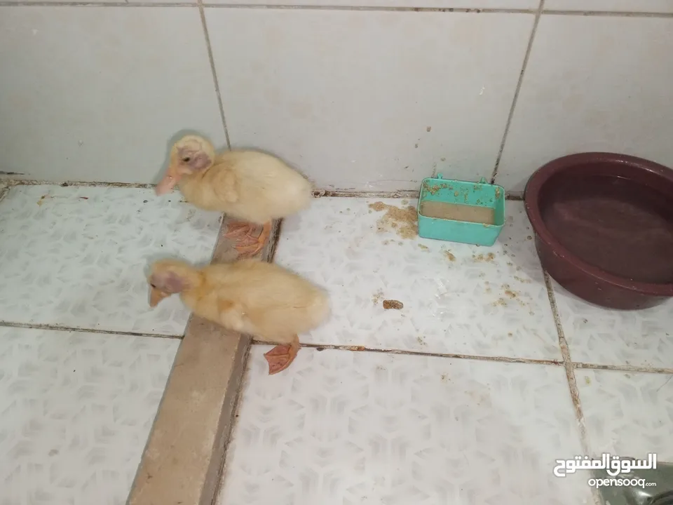 قفص مع بطتين   للبيع المستعجل