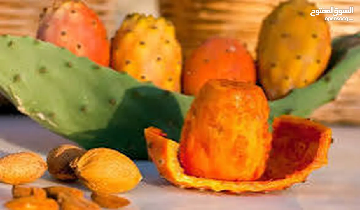 نبتى صبار منزلي مثمره
