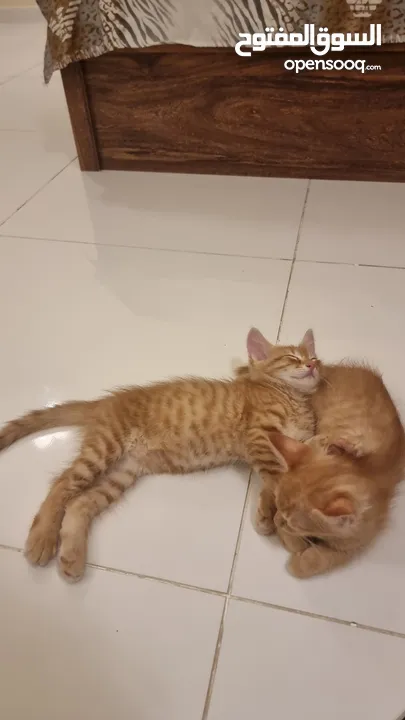 Two Cute Kittens Mix Breed  For 15 Omr