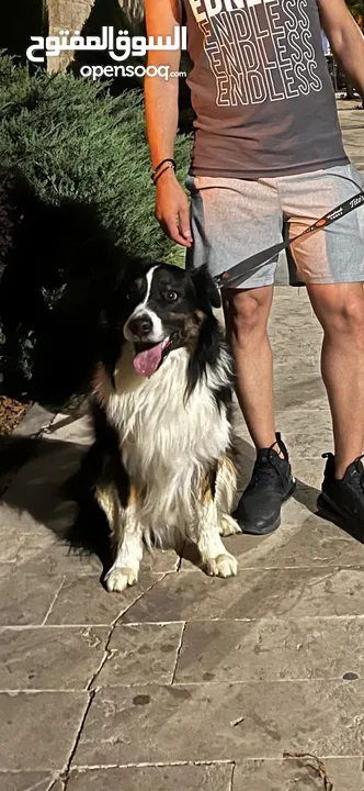 Border collie لاول مرة في الاردن
