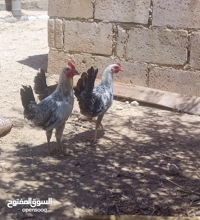 فرخات بلدي البيع