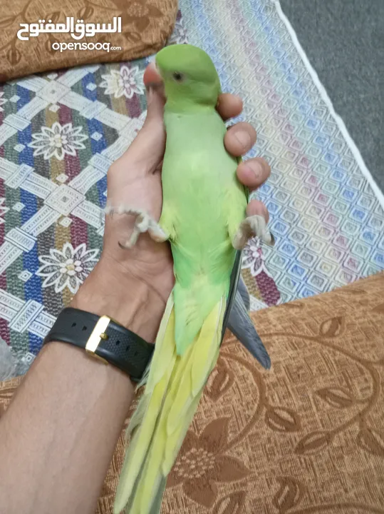 ببغاء دره زق يدوي عمر اربع شهور