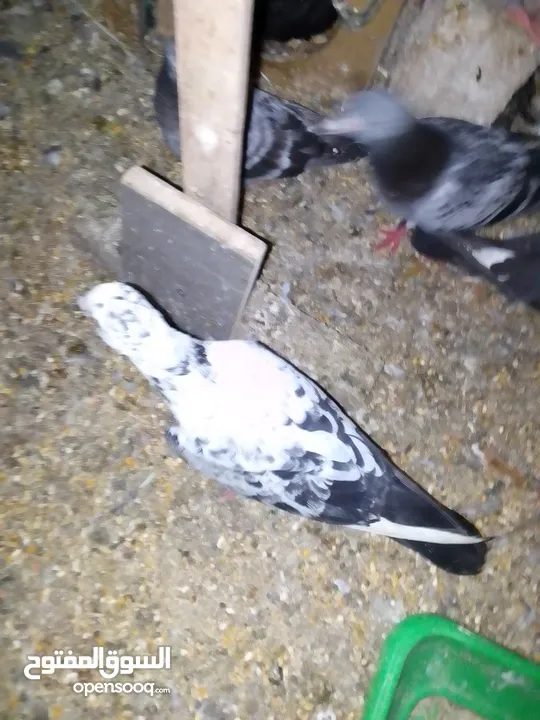 حمام بلدي يوجد حمام كش
