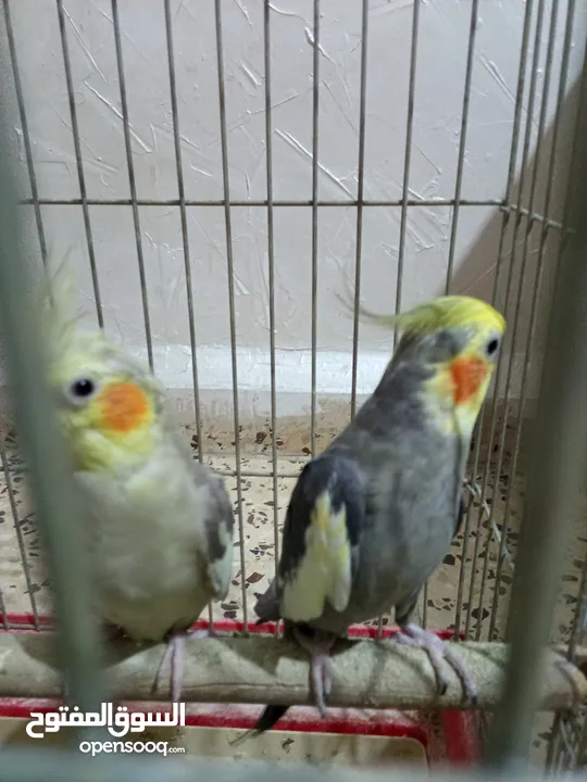 عصفير كوكتيل