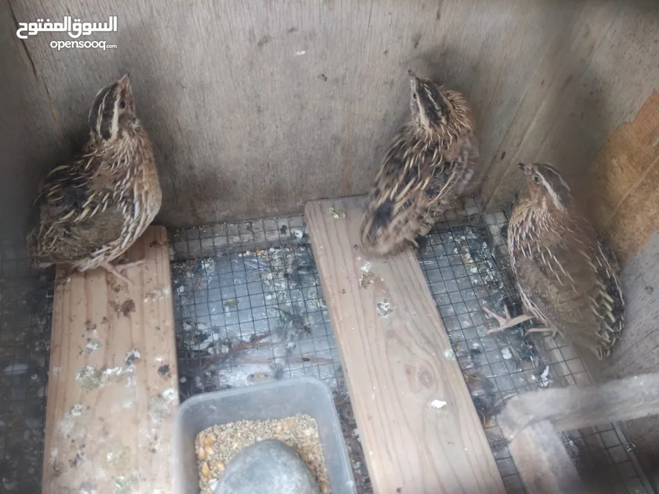 Japanese quail pair for sale