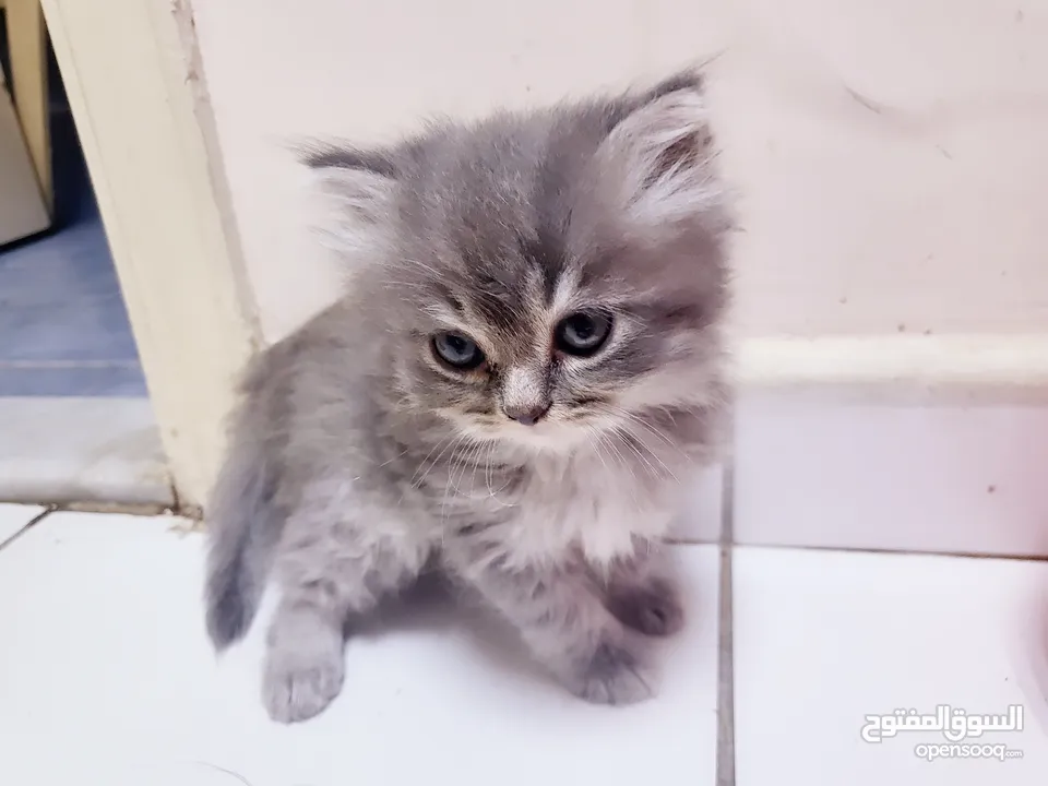 Persian cat for sale urgent