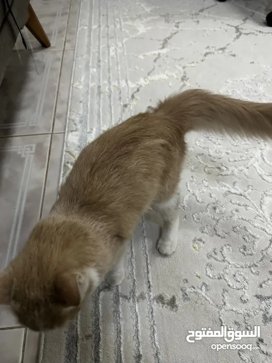 قطة شيرازية صغيرة للتبني