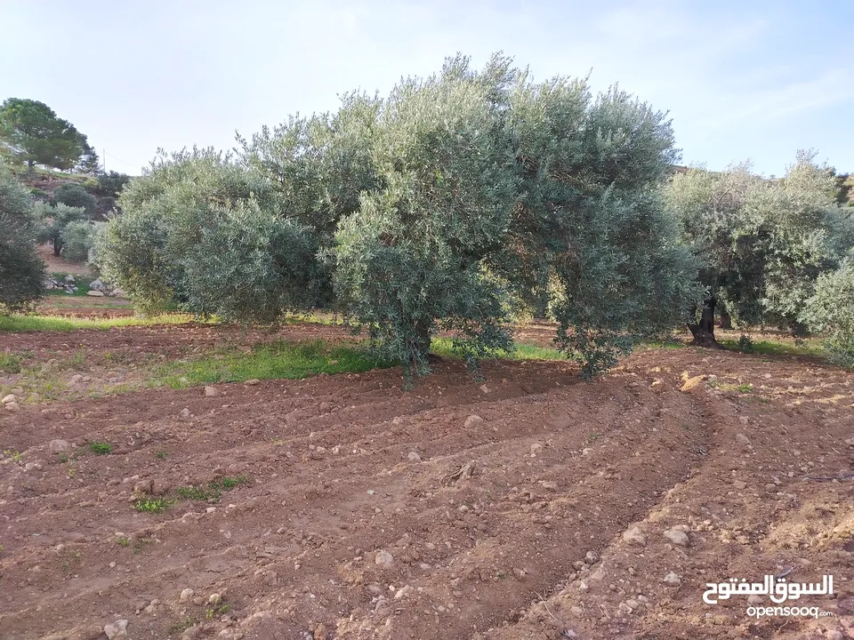 مزرعة زيتون ملوكية اطلالة ع الغرب و جبال فلسطين ع ثلاث شوراع قرب شارع الستين ثغرة السلطان