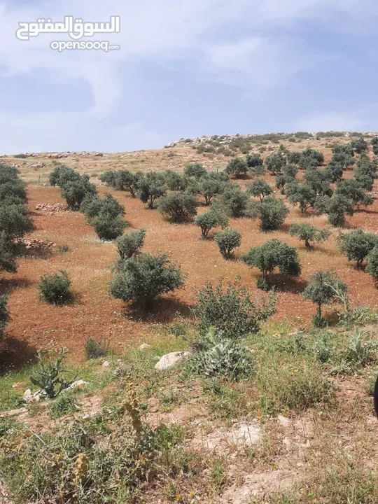 ارض زراعية عراق الامير - الفحص والعميرية - سعر مغري جدا