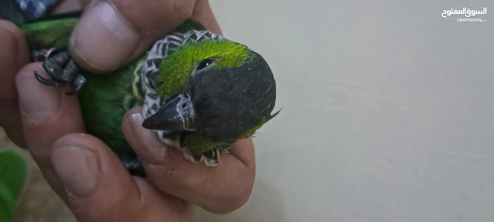 ببغاء جرين شيك لون مميز جدا متكلم بحكي بابا تعال حبيبي كوكو السلام عليكم