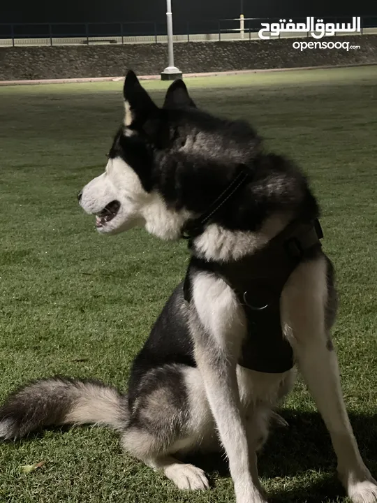 Husky for sale. هاسكي مدرب للبيع