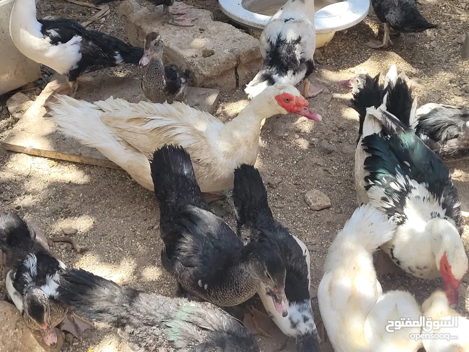 بطط مرتب لحم خرافي لانه مهتمين بغذائه يوجد أحجام مختلفه + يوجد حجل لحم مرتب + بيض بط+ بيض حجل