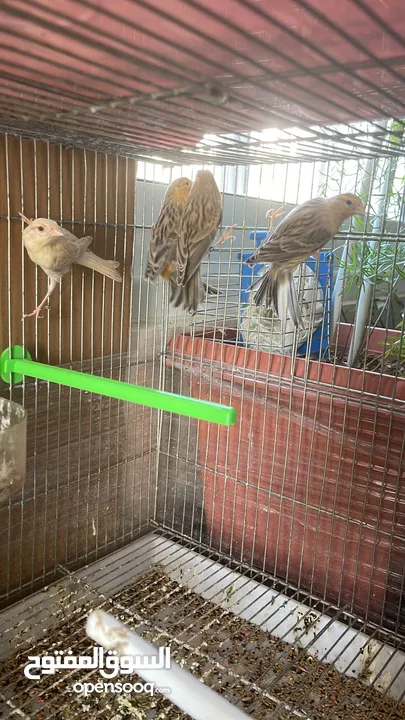 يوجد طيور كناري مميزة وجميلة في الخليل