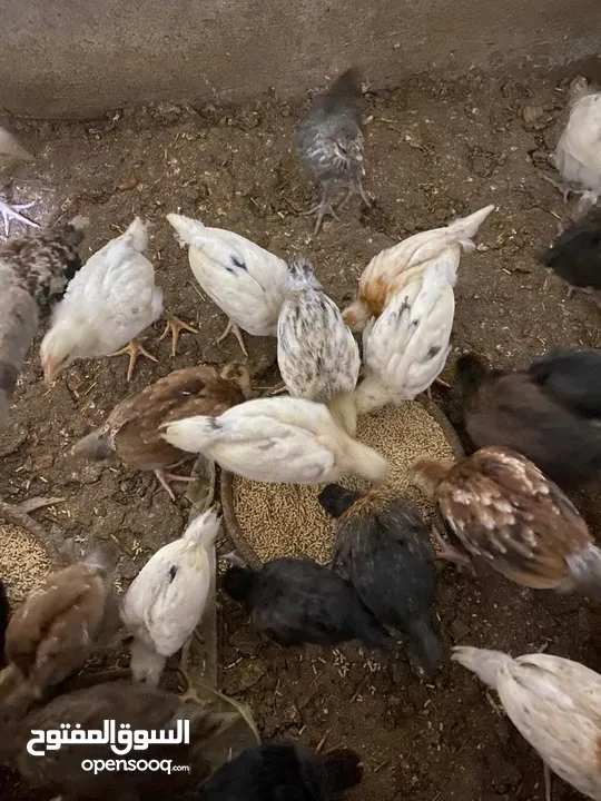 صيصان دجاج بلدي للبيع بسعر مغري