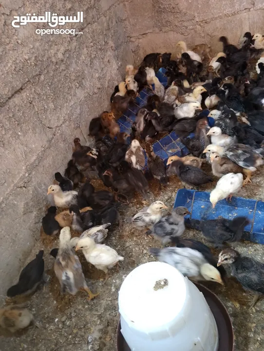 صوص بلدي  بناديق بكستاني  صحه ونضافه