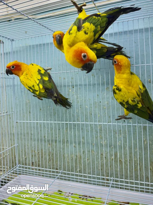 Sun Conure