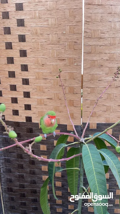 Lovebird male 6 months old tamed