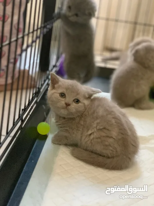 SCOTTISH FOLD AND BRITISH SHORT HAIR